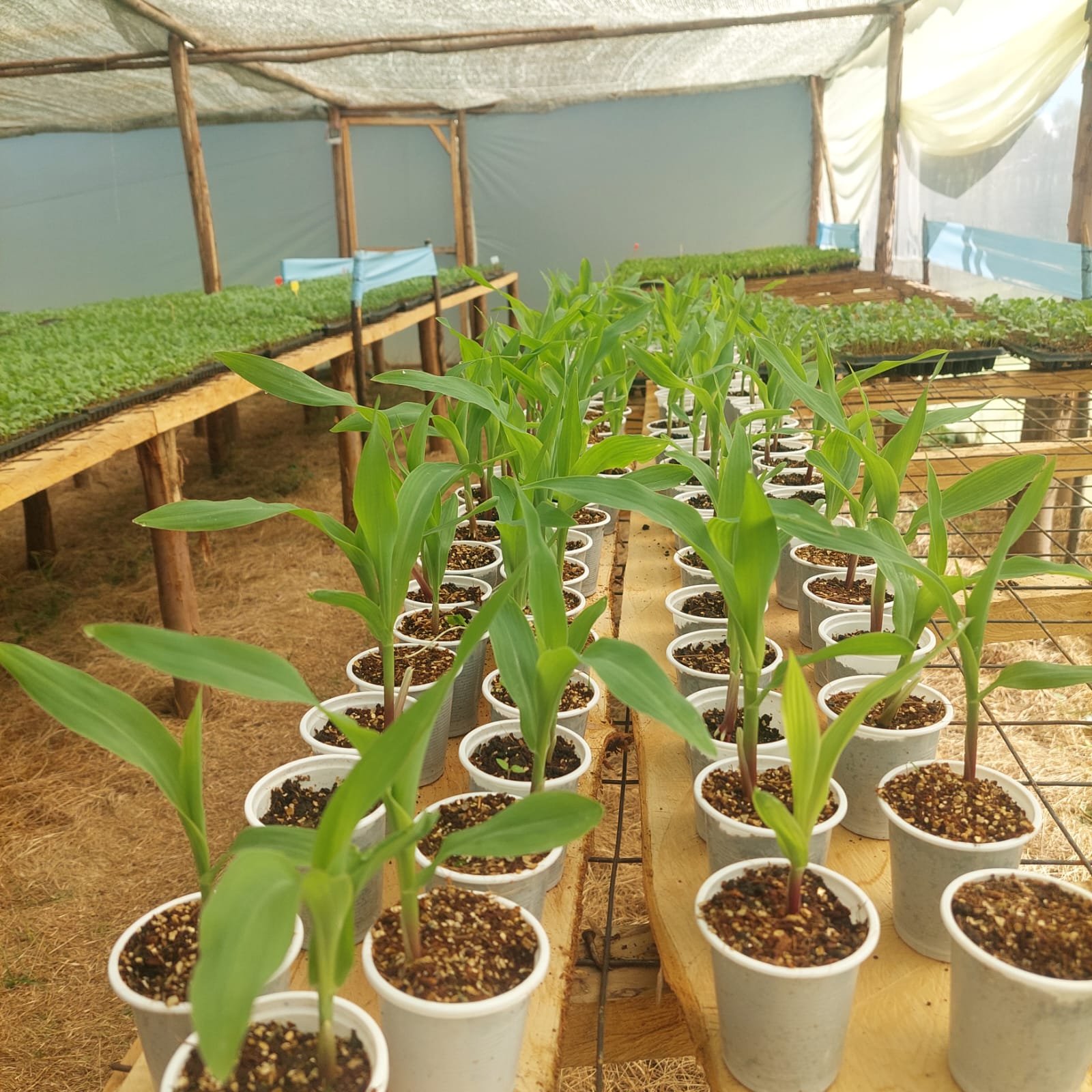 Team growing seedlings at Marungeny